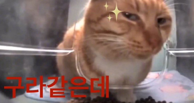 구라같은데